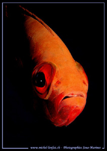 Face to Face... Que du Bonheur... :O)... by Michel Lonfat 